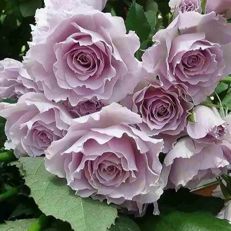 大苗蜻蜓月季花苗开花玫瑰四季盆栽花卉爬藤植物藤本蔷薇树苗绿植