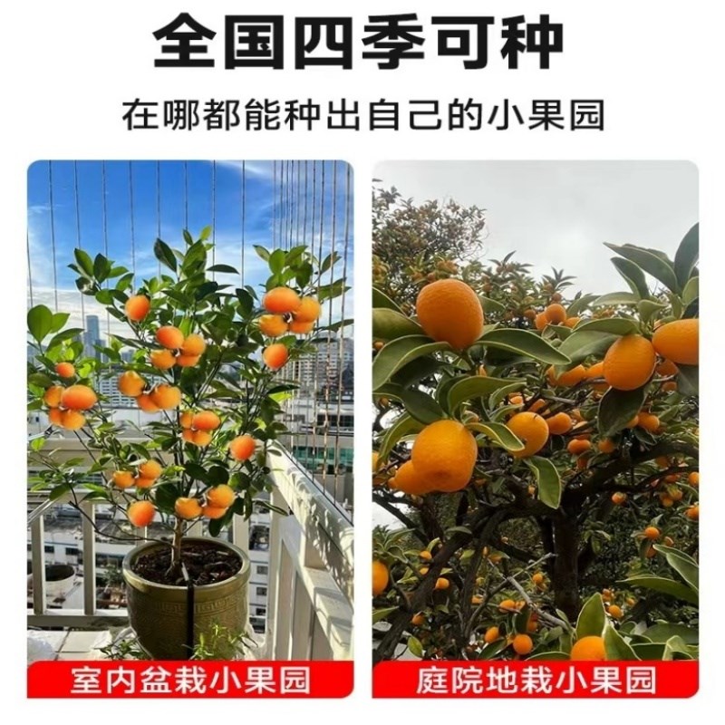 金桔苗盆栽地栽金桔树苗室内嫁接可食用四季带果脆皮滑皮金橘树苗