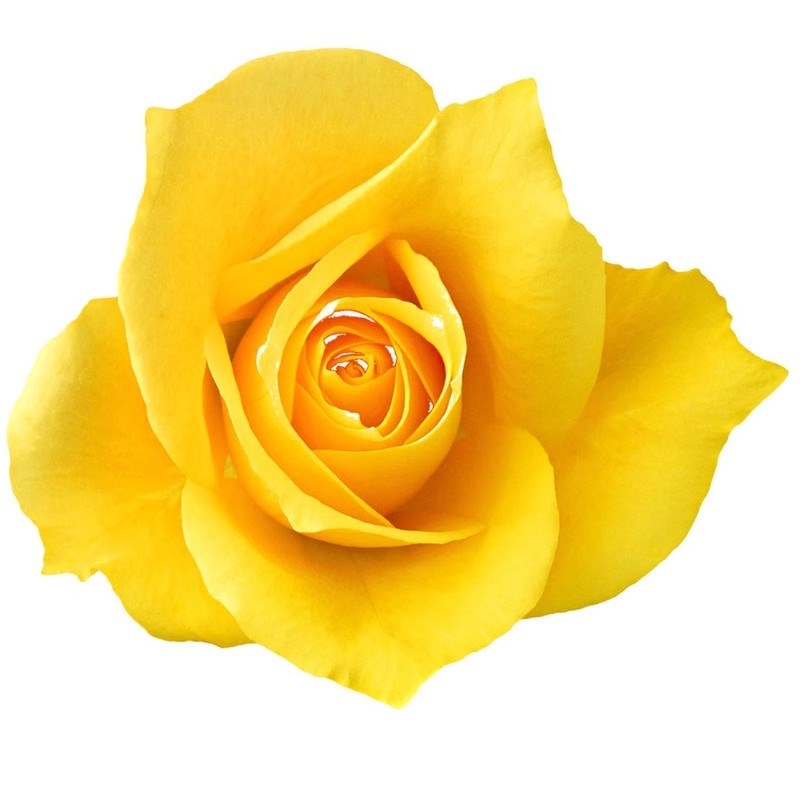 金香玉黄色玫瑰花苗盆栽金镶玉灌木大花金黄月季四季开盆栽绿植物