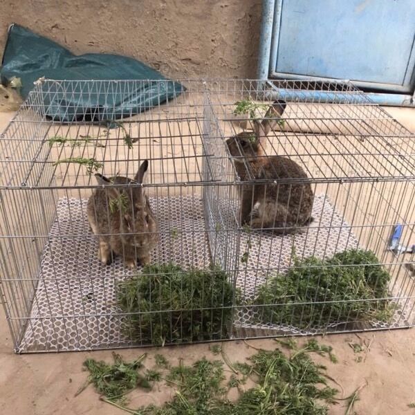 兔笼子鸡笼家用鸽子养殖笼鹌鹑笼大兔笼子镀锌笼运输笼子母笼大号