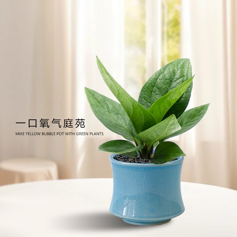 文竹吉利红盆栽植物室内办公室水培客厅懒人绿植花卉盆景四季常青