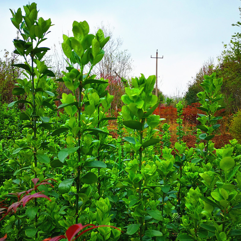围墙篱笆植物大叶北海道黄杨苗冬青树苗四季常青耐寒庭院绿篱树苗