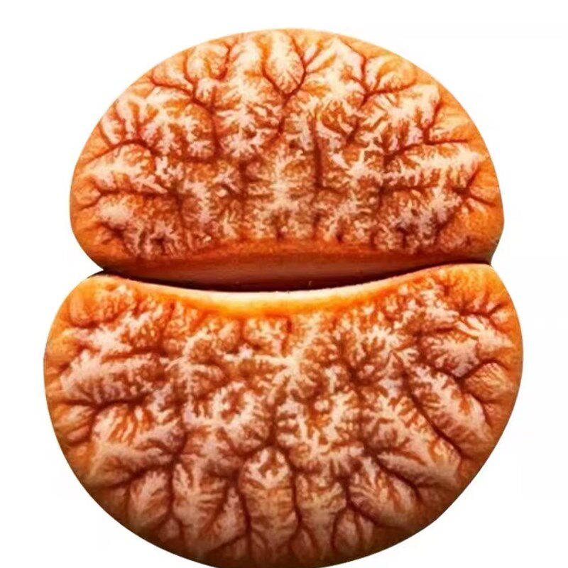 6年岛田C309A拿铁荒玉母本生石花番杏屁股花pp花盆栽植物爱