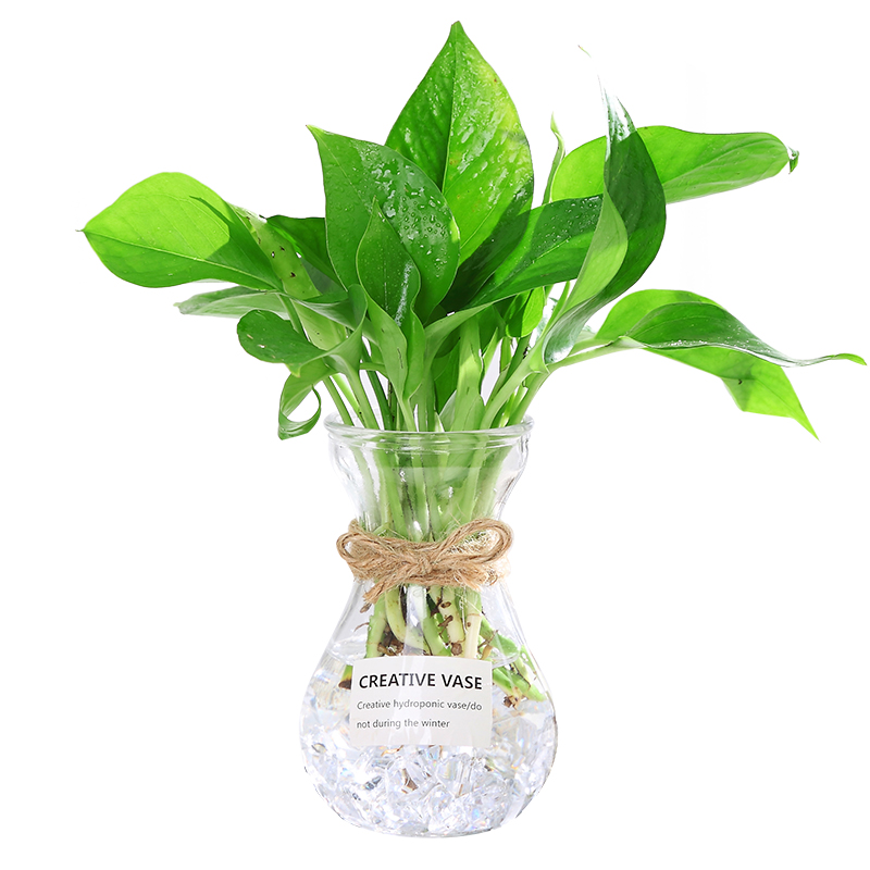 水培植物花瓶创意简约玻璃小清新透明水养绿萝插花风信子绿箩花瓶