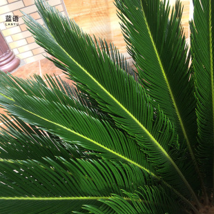 铁树盆栽大型户外室外植物庭院绿植四季常青好养的观赏树耐寒耐热