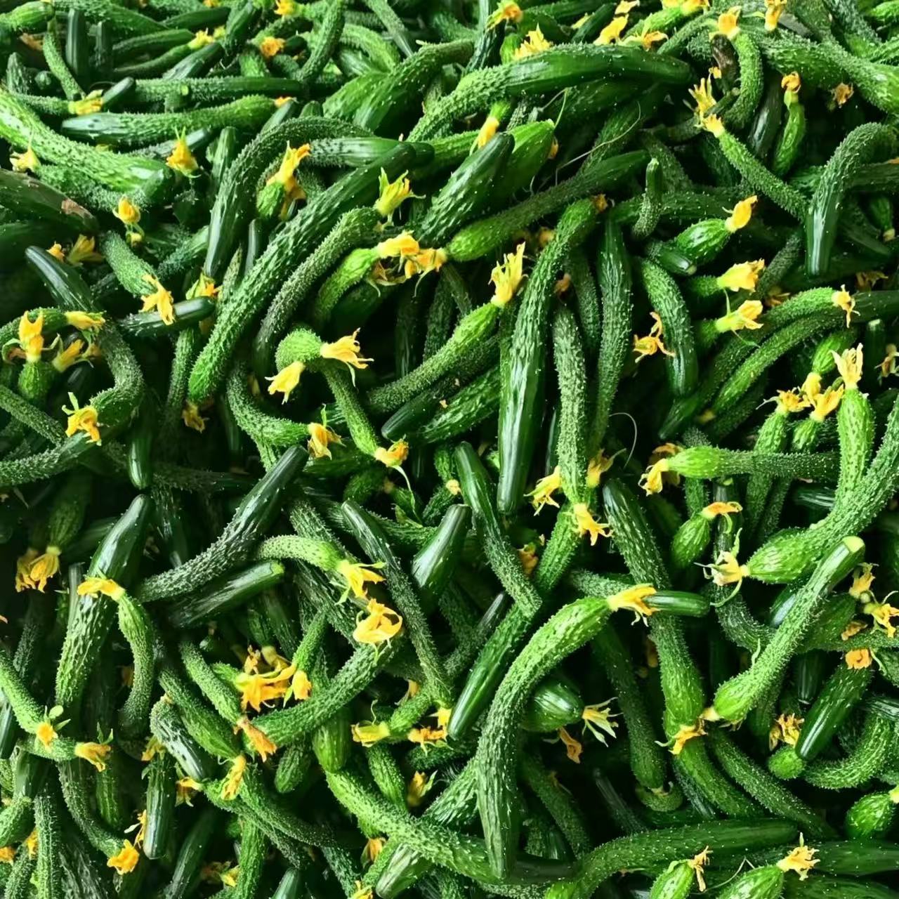 新鲜小黄瓜手指粗细腌咸菜5斤