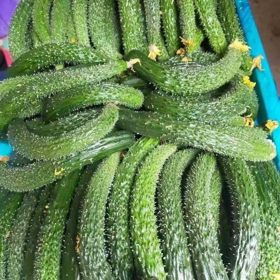 小黄瓜新鲜小黄瓜扭小青瓜手指粗细腌制咸菜专用下饭菜5斤包邮