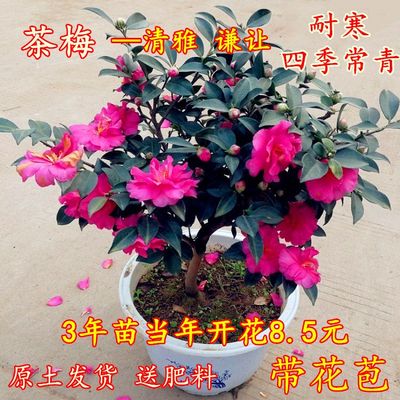 茶梅花苗红树老桩室内耐寒