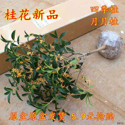 桂花树苗四季桂盆栽大型花卉八月