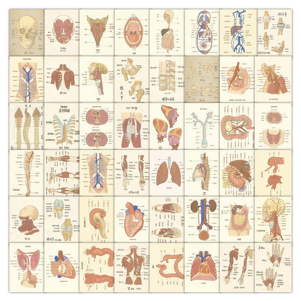 100张人体结构贴纸防水diy