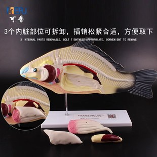 可普 魚解剖模型內(nèi)臟可拆卸初高中生物教學演示教具生物動物模型