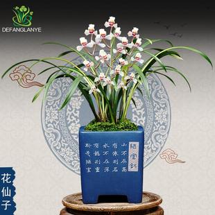 建兰花仙子带花苞客厅阳台浓香花卉绿植基地园艺盆栽 名贵兰花四季