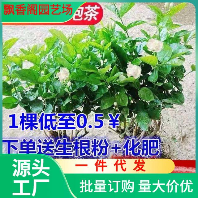 横县茉莉花苗带花苞盆栽庭院阳台