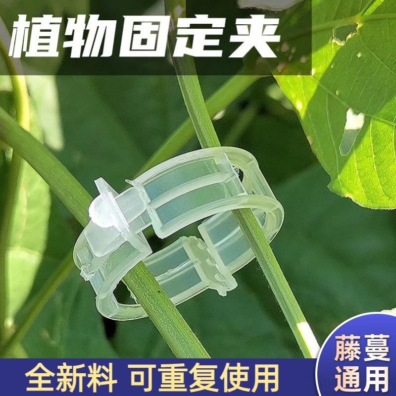藤蔓卡扣葡萄爬藤蔬菜矫正牵引扣