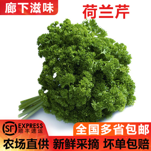 【廊下滋味】荷兰芹500g新鲜香芹菜 番茜 洋芫荽番荽西餐摆盘装饰