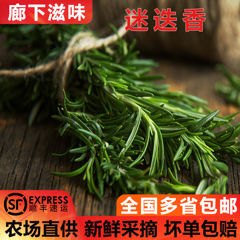 250g迷迭香食用新鲜马鞭草