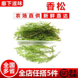 饰点缀花草叶 黄松柏西餐蔬菜日料酒店餐厅摆盘装 新鲜香松20支 盒