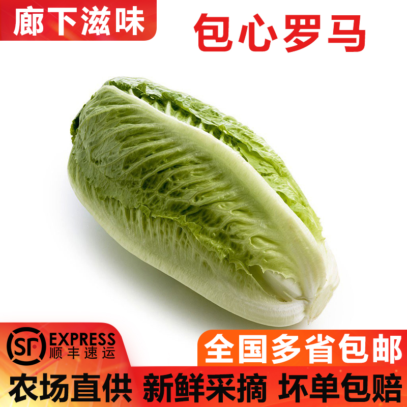包心罗马生菜500g罗纹凯撒生菜