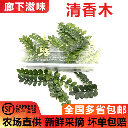 清香木蛋糕装饰用叶子新鲜西餐