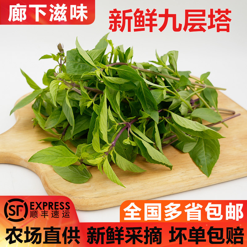 廊下滋味新鲜九层塔东南亚香料