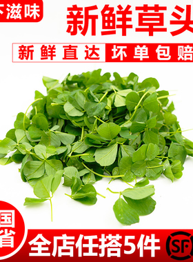 【廊下滋味】新鲜草头500g上海本地农家三叶菜金花菜野菜新鲜蔬菜