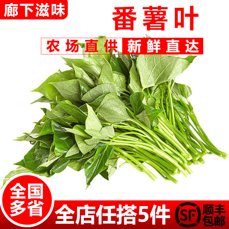红薯叶500g新鲜苕尖专吃叶子