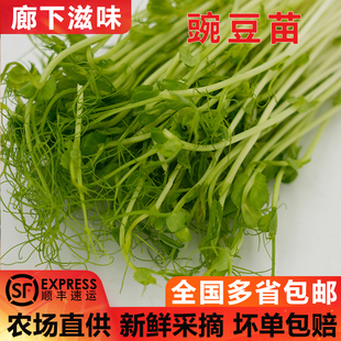 包邮 新鲜蔬菜碗豆尖芽苗菜水培璇蔓豆苗顺丰 1250g 豌豆苗芽菜250