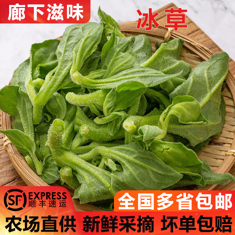【廊下滋味】新鲜冰草150g/盒冰菜冰叶野菜沙拉蔬菜凉拌冰草包邮