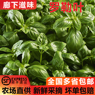 包邮 新鲜罗勒叶1500g 食用西餐香料青酱食材披萨草甜罗勒欧罗顺丰