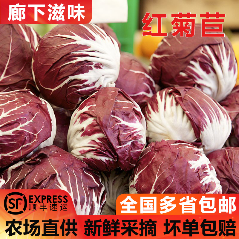 廊下滋味红菊苣1-5斤落地红球
