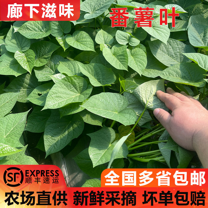 红薯叶500g新鲜苕尖专吃叶子图片