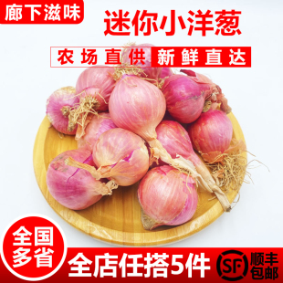 新鲜生吃东北毛葱朱葱鬼子葱小圆葱 迷你小洋葱500g 廊下滋味