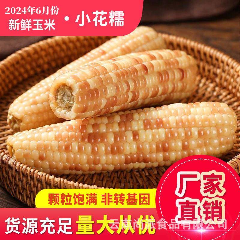 西双版纳小花糯玉米真空包装特产新鲜玉米棒即食早餐五谷杂粮