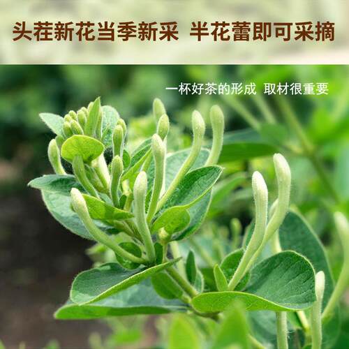 金银花茶新茶125g散装可配菊花产地直邮真伪保证