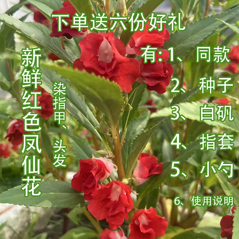 凤仙花植物染发纯天然染指甲