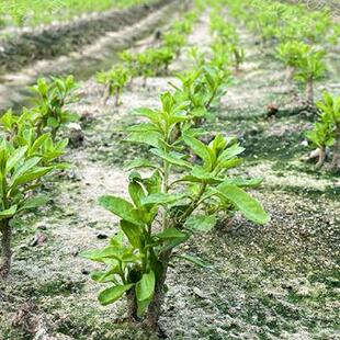 枸杞树苗大叶红色食用枸杞苗老桩盆景盆栽种植枸杞子果树苗扦插苗
