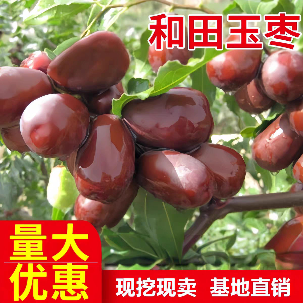 枣树活苗大枣超甜新疆大枣树苗和田玉枣苗南北方种植嫁接苗果树苗
