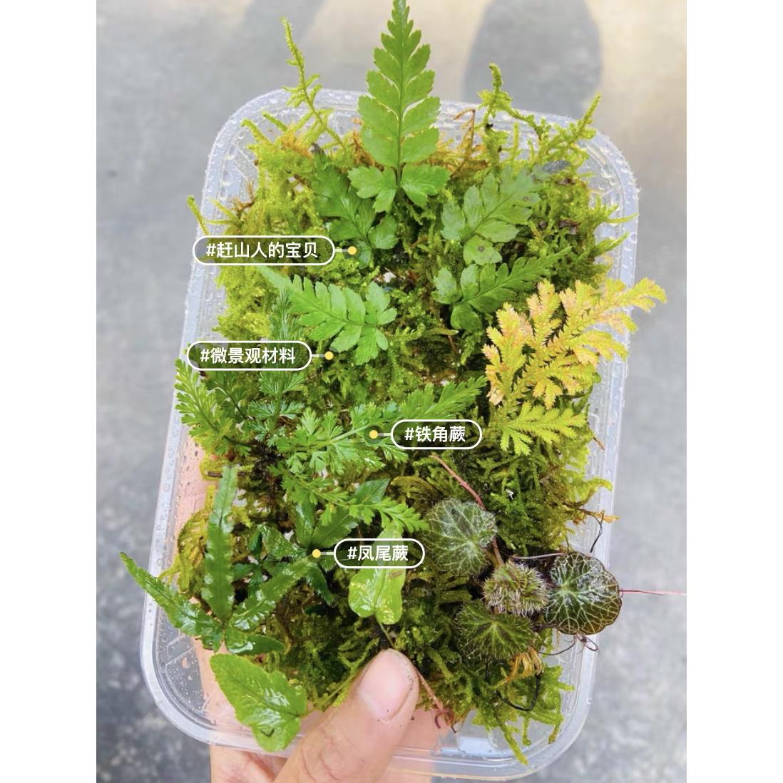 微景观造景迷你蕨类植物耐湿雨林生态缸造景套餐苔藓diy造景绿植