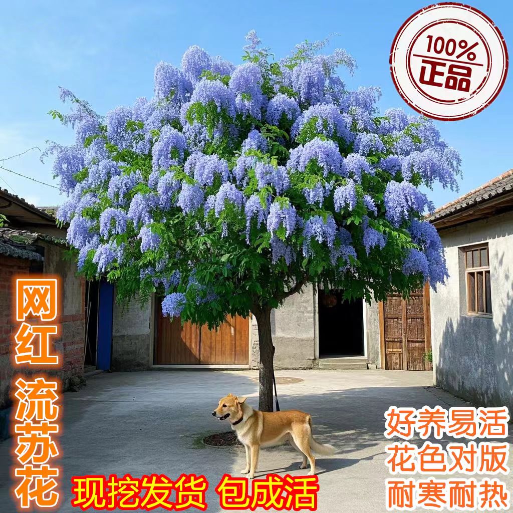 浓香垂吊流苏花树苗耐旱耐寒耐热多花新品花卉南北方庭院种植阳台