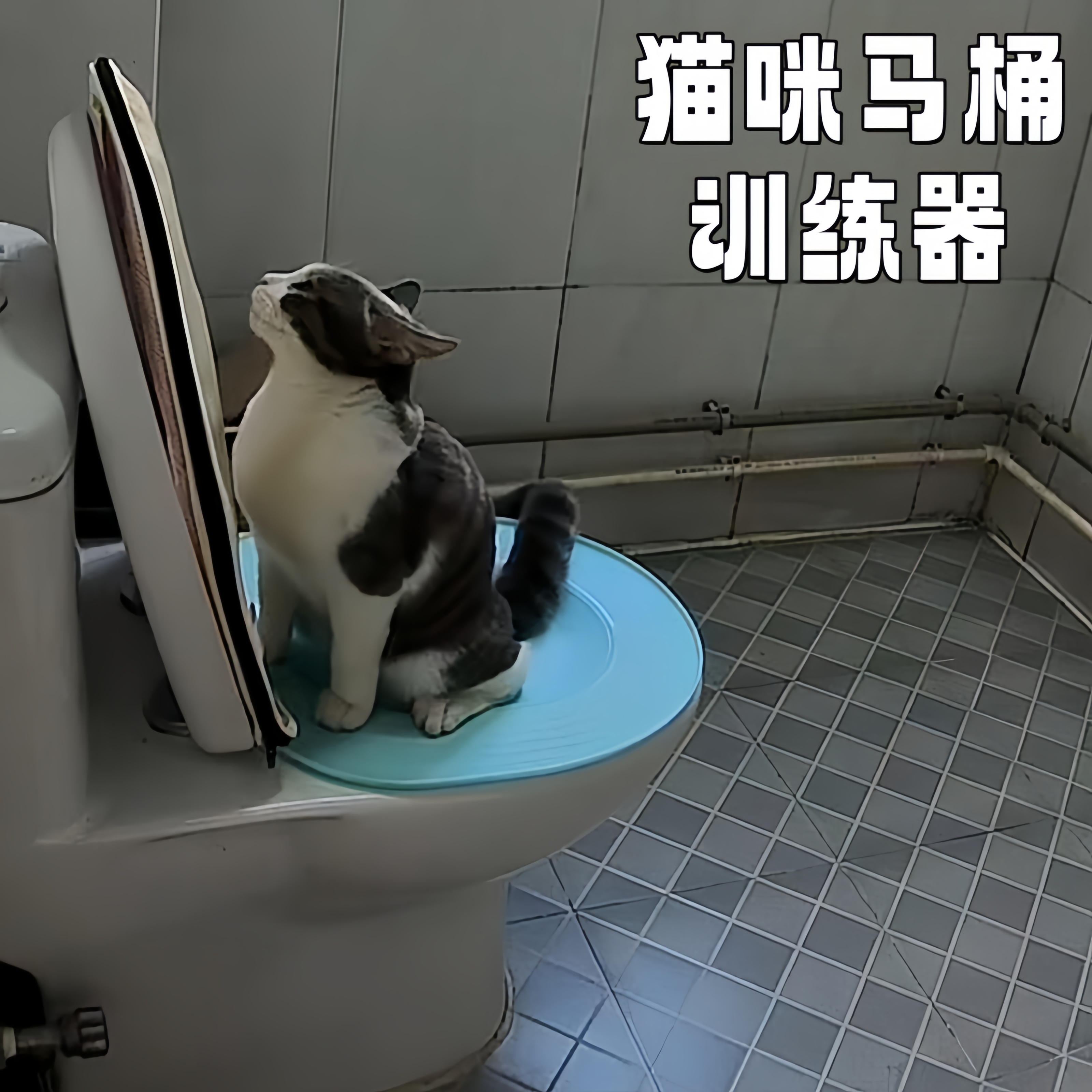 猫咪马桶训练器上厕所蹲厕训练