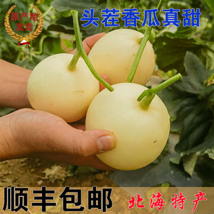 广西北海甜瓜香瓜当季新鲜水果甜宝香瓜甜瓜非羊角蜜罐甜脆爆甜