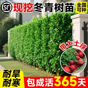 冬青树苗篱笆墙直立北海道小叶黄杨庭院绿化植物南北方种四季常青