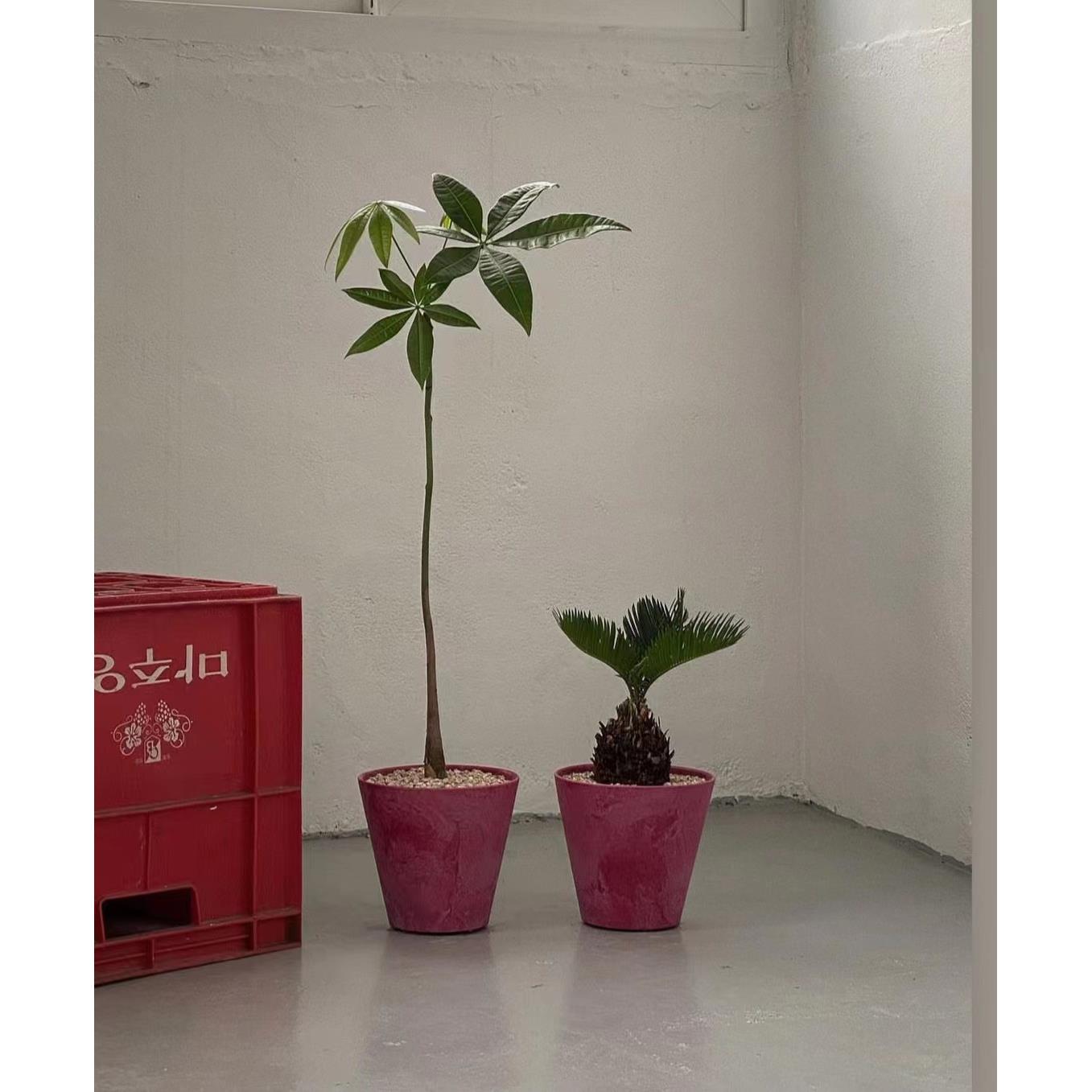 苏太植物原生发财树招财树造型独特盆栽简约风绿植