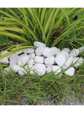 室外厂家现货供应白石子绿地假山装饰用白色鹅卵石天然地坪水磨石