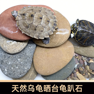 乌龟爬台晒台石龟趴石天然鹅卵石扁石鱼缸造景装饰爬坡垫脚石头