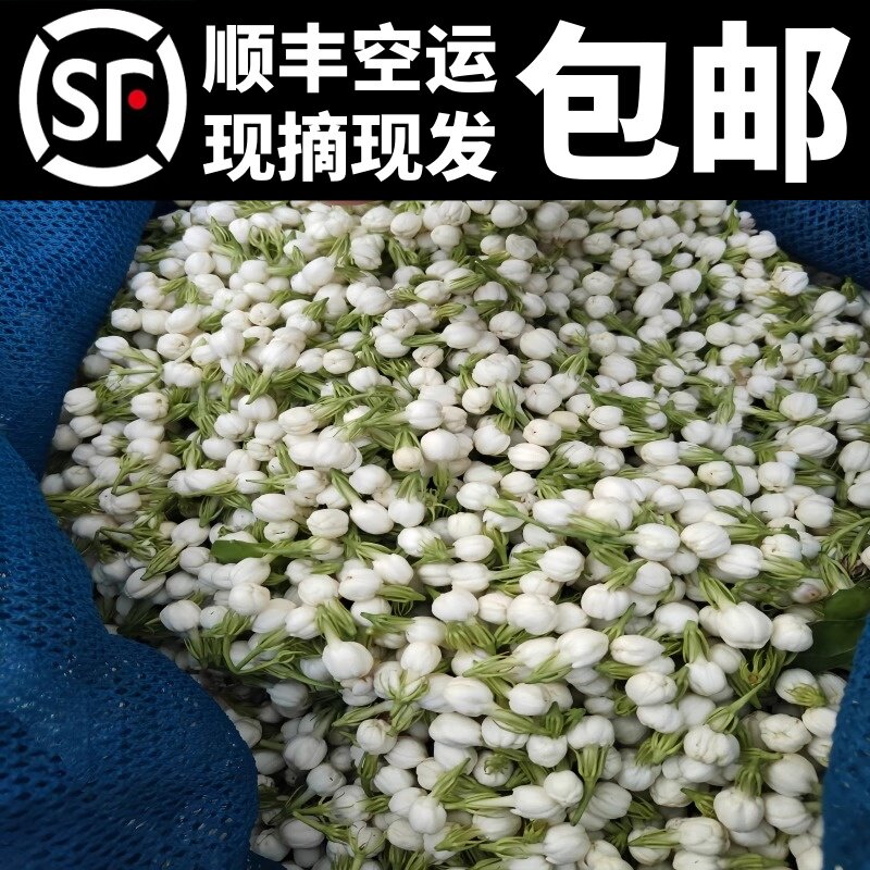 横县新鲜茉莉花花苞可做手链手串纯露原材料窨茶泡酒顺丰空运包邮