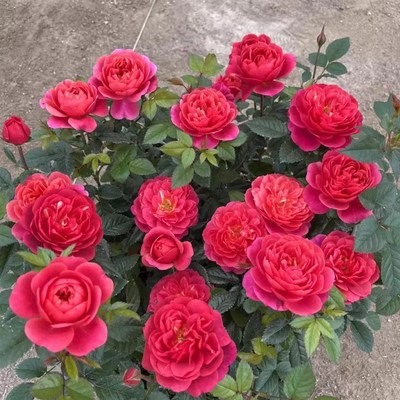 绝色果汁a阳台月季花苗开花玫瑰小苗四季盆栽花卉爬藤植物树苗绿