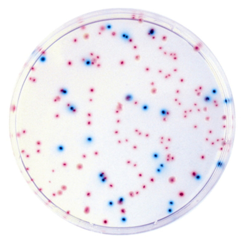 ECC显色平板 2包起售 无菌