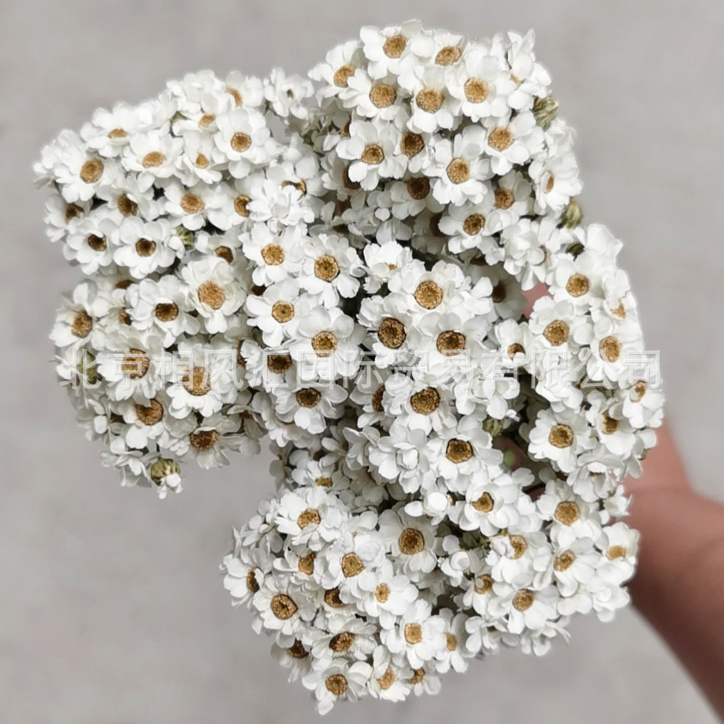【重瓣法国白梅】进口干花白梅小菊花天然植物拍照装饰插花花束