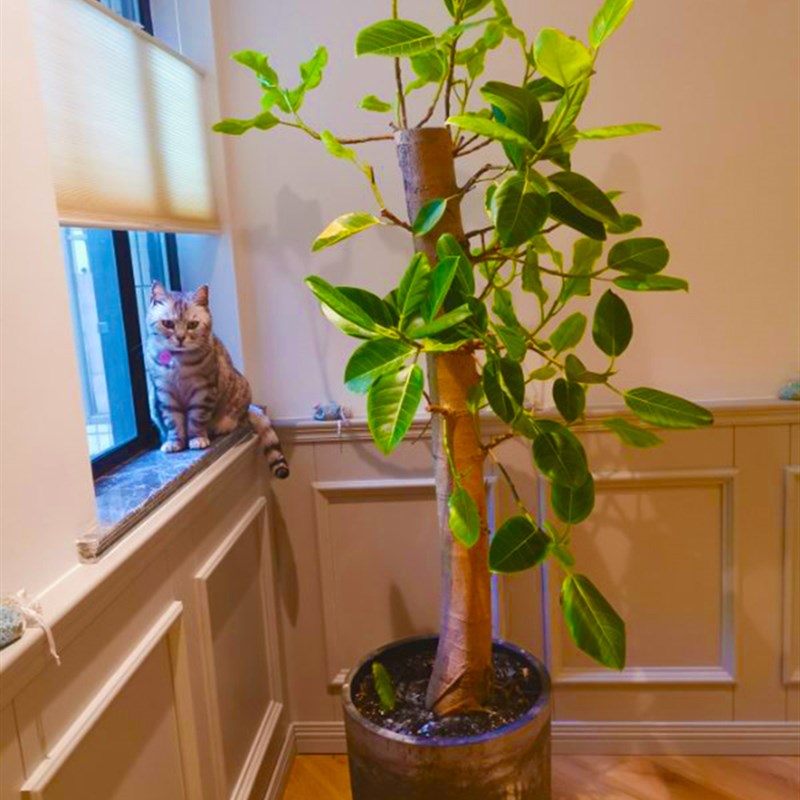 三鑫手动推拉无绳蜂巢帘儿童安全日夜风琴蜂窝遮阳隔音窗帘阳光房